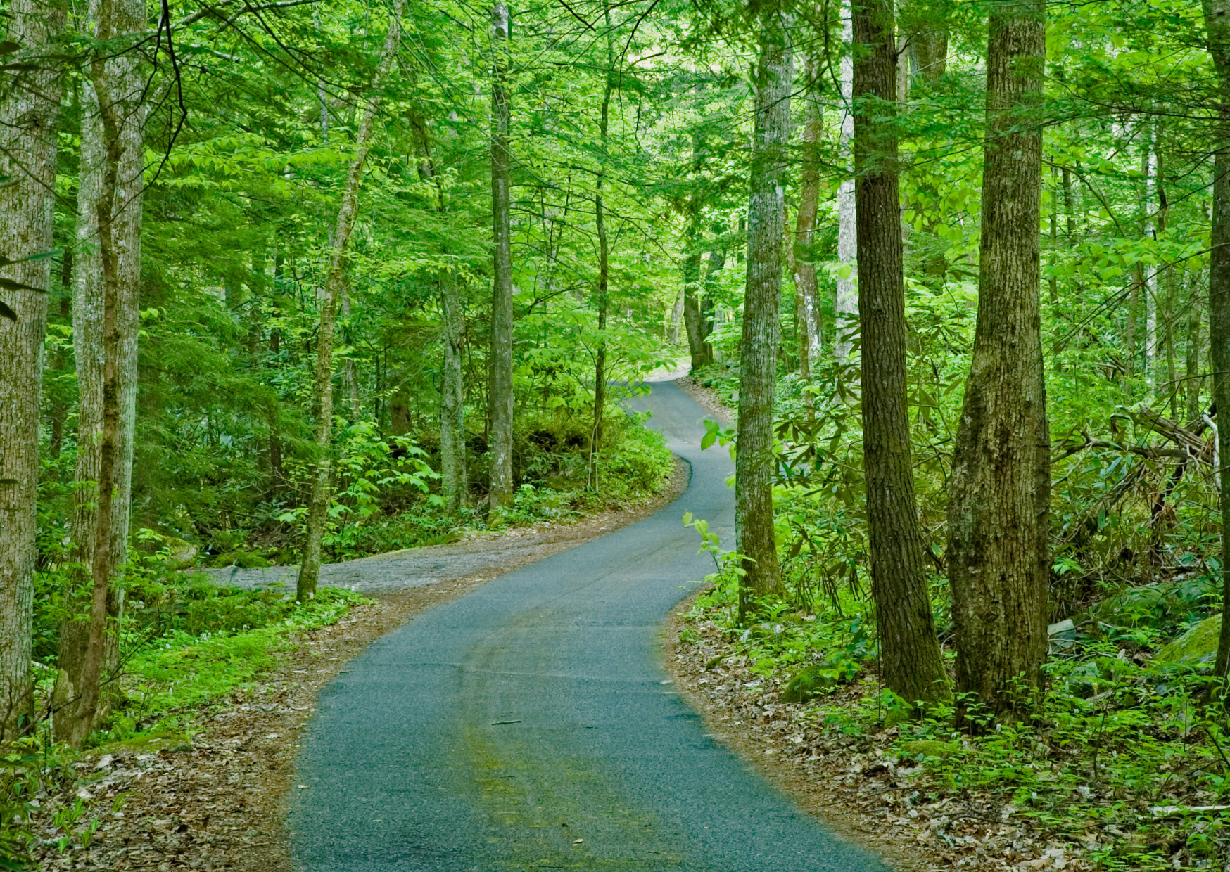 Roaring Fork Motor Nature Trail forest stream